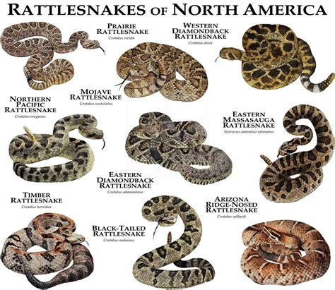 The Complete Guide to Rattlesnake Species: Breeds, Pictures, and Facts