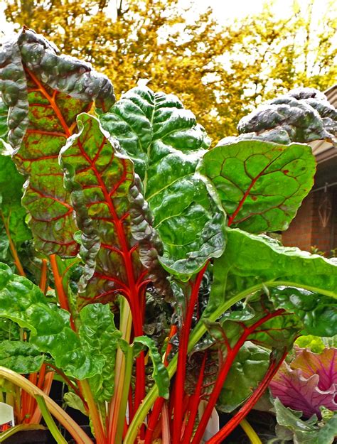 West Seattle, Grow Your Own Food, Fall Colors, Plant Leaves, Growing ...