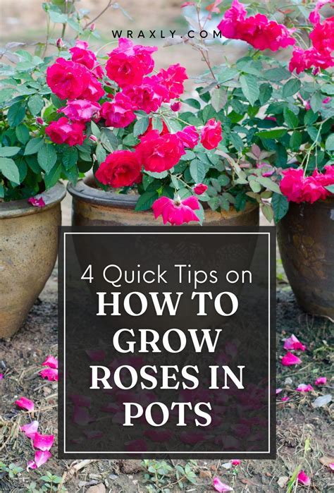 4 quick tips on how to grow roses in pots gardening 101 – Artofit