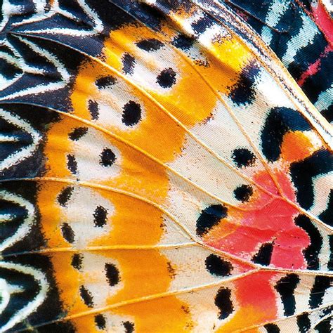 The Science Behind Nature's Patterns | Patterns in nature, Nature art prints, Natural form art