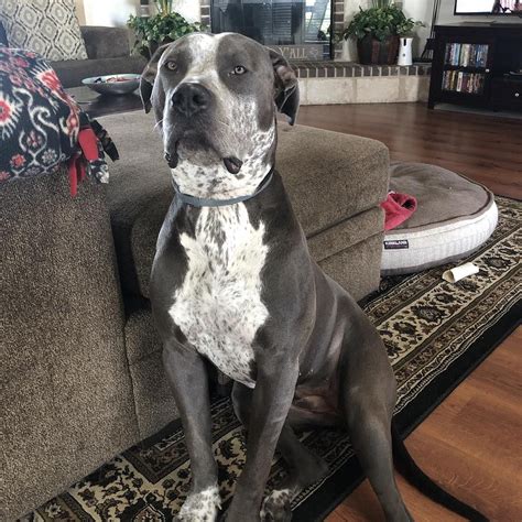 Great Dane Lab And Pit Mix at Ellie Gillespie blog