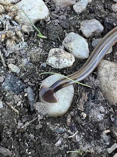 Image result for Alien Bug Creatures