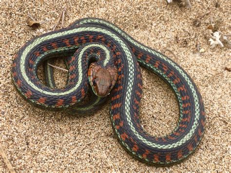 Red Sided Garter Snake Bite
