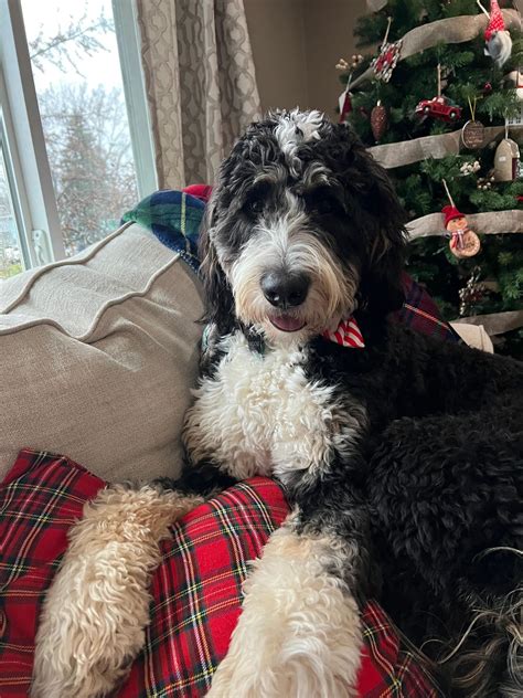 Mini Bernedoodle Adulte Mini Bernedoodle Puppy Versus Adult