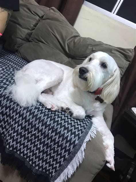 Image result for Cockapoo Dog Tung