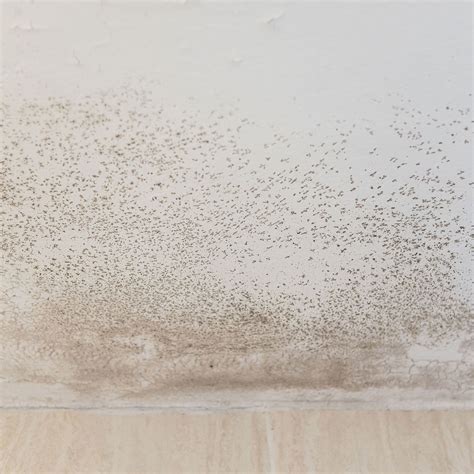 Mould or condensation marks - how to tell the difference | Ideal Home
