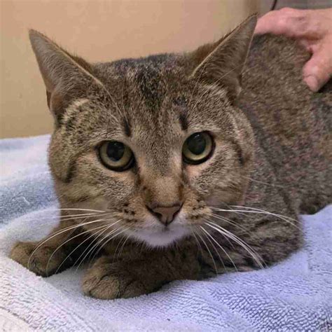 Cats and Kittens – Humane Society of Wicomico County