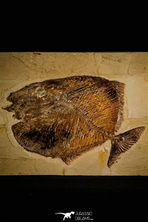 Carbon Film Fossil Fish