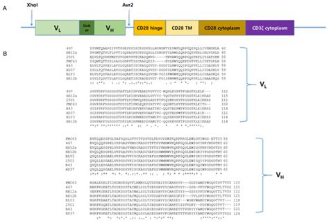 Identification of Potent CD19 scFv for CAR T Cells through scFv ...