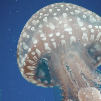 Animal World HTML Template