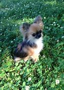 Image result for Micro Teacup Chihuahua