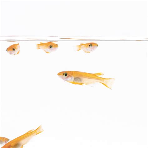 Yokihi Medaka Rice Fish | Planted Aquarium Freshwater Fish - Glass Aqua