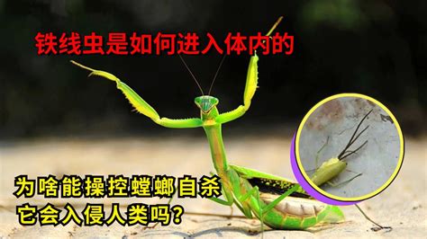 铁线虫是如何进入体内的，为啥能操控螳螂自杀？它会入侵人类吗？