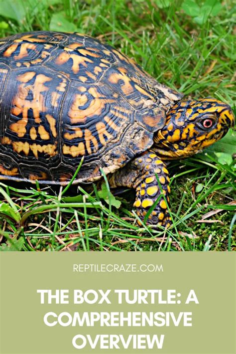 Image result for Different Types of Box Turtle