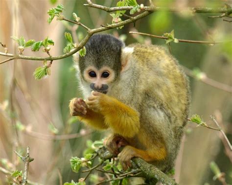 Gene Found In Monkeys, Mice May Work As Antiviral Against HIV, Ebola ...