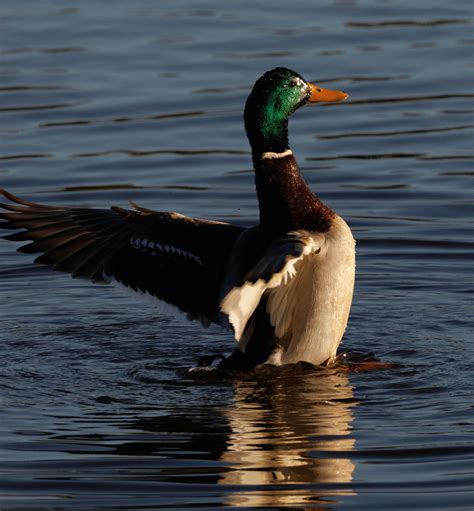 Pictures for Environment 的图像结果