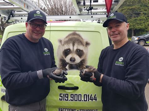 Does Ammonia Work for Raccoon Prevention?