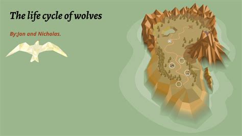 Image result for Wolves Life Cycle