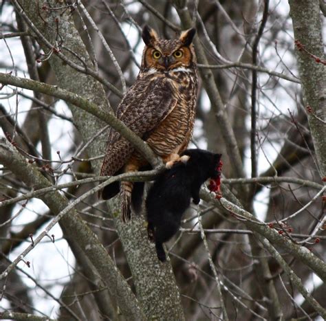 Owls Hawks Attack Cats
