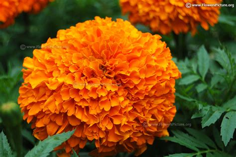 Flowers with names a gallery 2