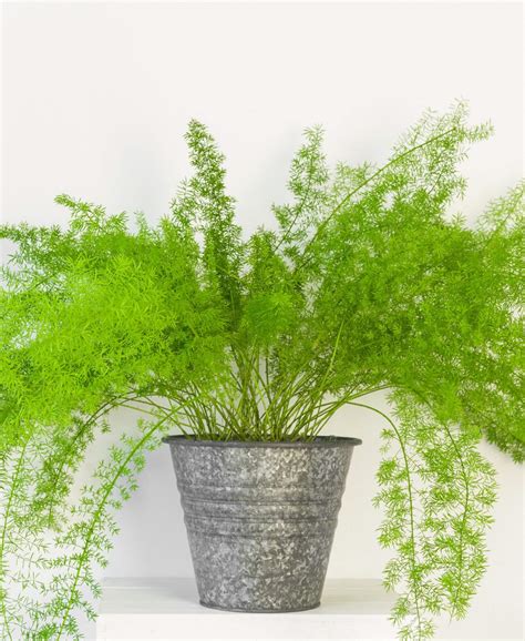 Indoor Asparagus Fern
