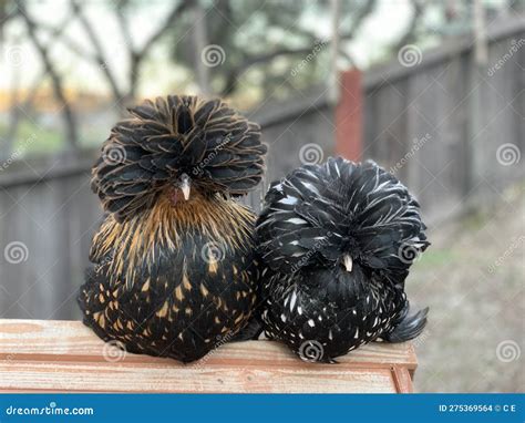 Golden Laced Polish and Silver Laced Polish Hens on a Roof Stock Photo ...
