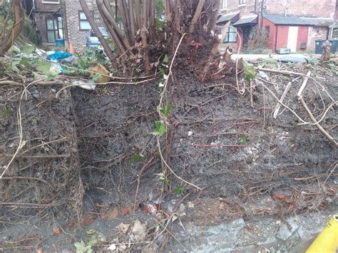 Japanese Tree Roots at Phillip Dorsey blog