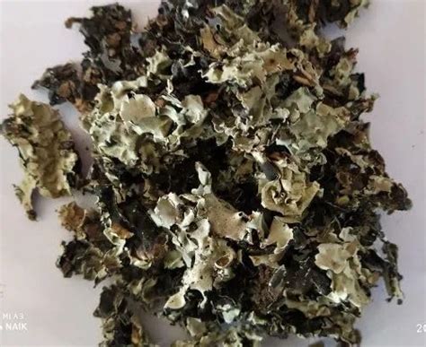 Dhaankey Dagad Phool 100 Grams : Amazon.in: Grocery & Gourmet Foods