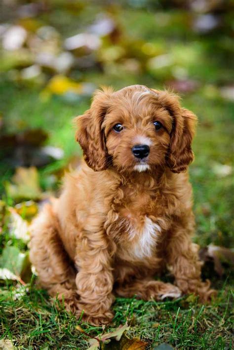 Image result for Cavapoo Adult