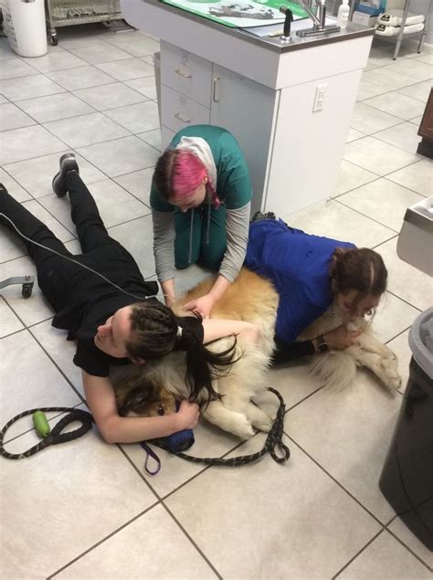 UTAH VETERINARY HOSPITAL Office Photos | Glassdoor