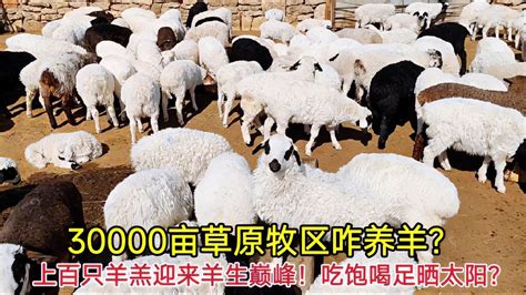 30000亩草原咋养羊？上百只羊羔迎来羊生巅峰！吃饱喝足晒太阳？-三农视频-搜狐视频