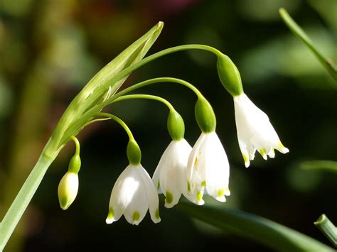 Early Blooming White Flowers Early Blooming Shrubs Catalogue
