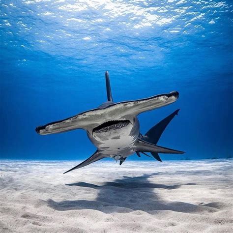 📸 @worldoceansday ・・・ The distinctly shaped #hammerhead shark! Their wide-set eyes give them a ...