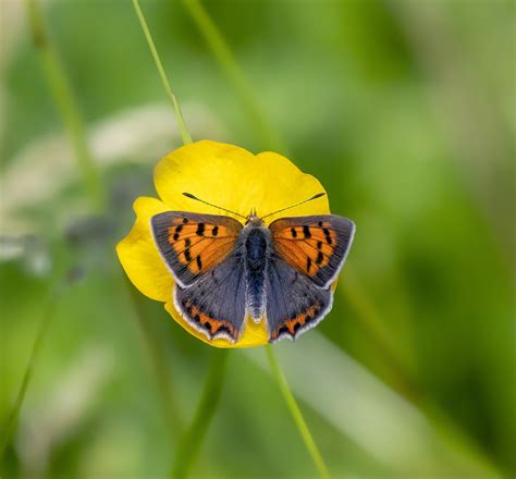 Image result for Simple Image of Butterfly Small Size