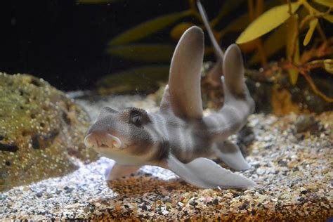 Japanese bullhead shark (Heterodontus japonicus) - juvenile - ZooChat