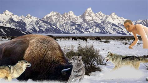 Image result for Wolves Vs Bison