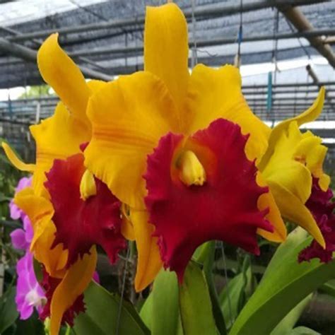 Cattleya Orchid Plant Rlc. Suwannee Delight New Mature - Ready To Flow