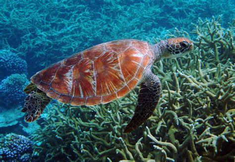 Free Images : water, ocean, wildlife, underwater, sea turtle, reptile ...