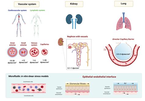 Shear Stress Units: Key Examples and Applications