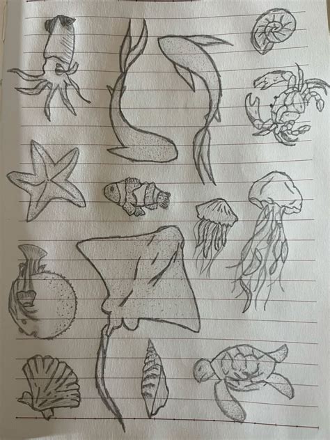 Marine Animal Drawings
