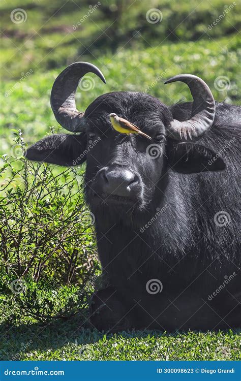 Italian Mediterranean Buffalo with a Bird on Its Face - Water Buffalo ...