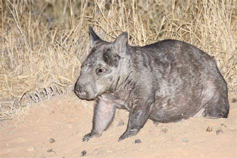 Help save the northern hairy-nosed wombat - Australian Geographic