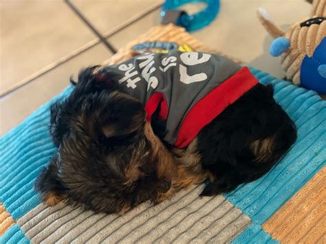 My Accenture Workday account is locked and I'm not able to login to check my application status ...