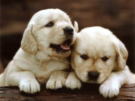 Image result for Dogs Programmes