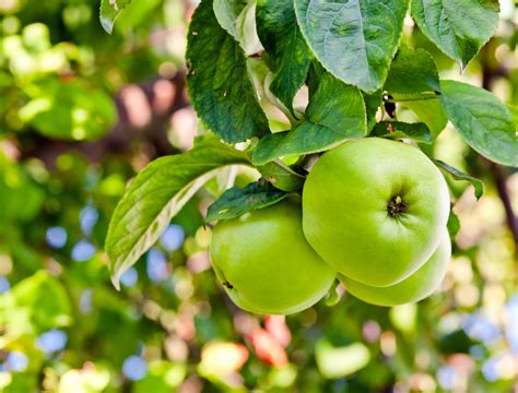 7 Green Apple Varieties to Grow in Your Garden