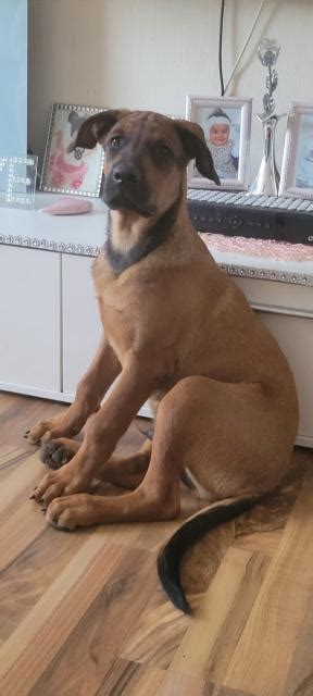 Tiere Kleinanzeigen | Tiere Anzeigenmarkt | Tiere Marktplatz | Tiere ...