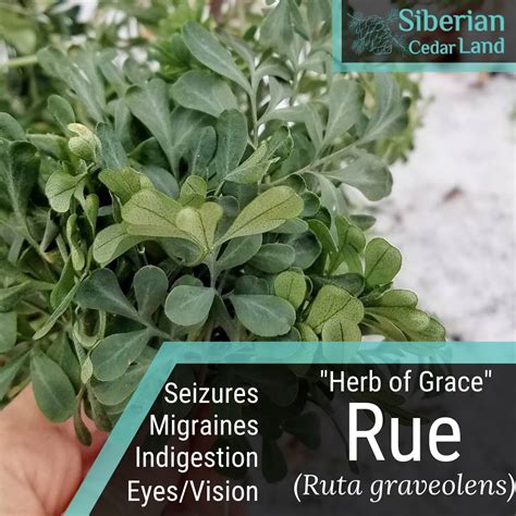 Rue - Herb of Grace (Ruta graveolens) Benefits. Uses. Preparation. Safety.
