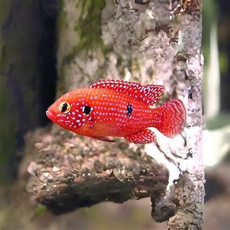 Jewel Cichlid – cloningaquapets