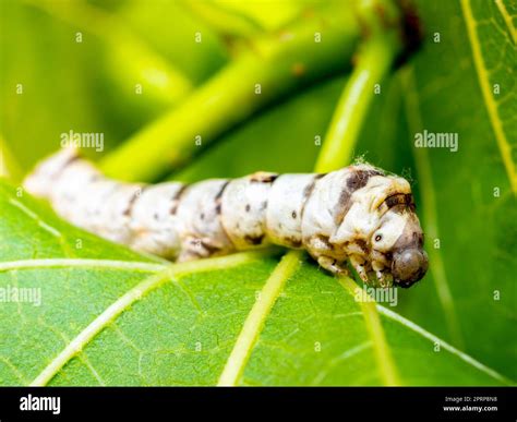 macro close up of a domestic silk moth (Bombyx mori) on a mulberry leaf ...