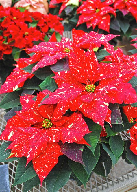 Why do we associate poinsettias with Christmas, and can they be grown ...